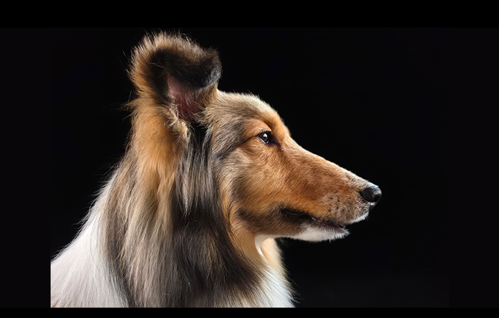 A portrait of a dog has been shot using Galaxy S26 Ultra's 200 MP camera. Texture and details remain true-to-life.